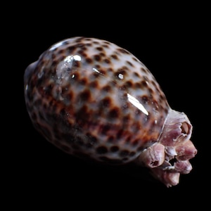 Puede incluir: Una concha de cauri tigre brillante con una superficie lisa y redondeada, con un patrón de manchas de color marrón oscuro y negro sobre una base de color crema. La concha tiene un grupo de pequeños percebes texturizados de color claro en un extremo.