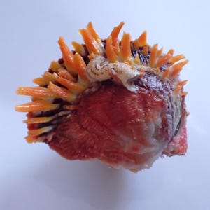 May include: A spiny seashell with a deep red and brown textured surface, featuring numerous bright orange, pointed protrusions extending from one side. The shell has a curved, organic shape with a small, pale, worm-like tube attached to the top.