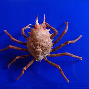 May include: A preserved crab specimen with a textured, light brown, oval-shaped carapace featuring two prominent forward-pointing spines. The crustacean has ten long, slender, reddish-brown legs extending outward against a solid blue background.