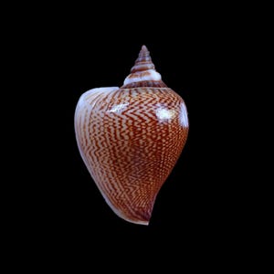 May include: A sea shell with a pointed spire and a smooth, rounded body. The surface features a dense, intricate pattern of reddish-brown zigzag lines against a lighter cream-coloured background, creating a textured appearance across the shell.