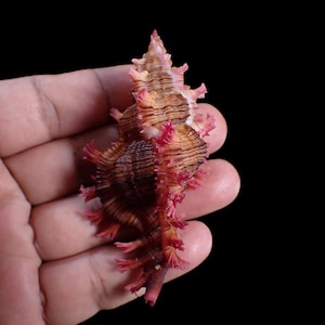 Puede incluir: Una concha de Murex con forma espiral, bandas horizontales de color marrón oscuro y protuberancias vibrantes de color rosa, con flecos y forma de espina a lo largo de sus bordes. La concha tiene un ápice puntiagudo y superficie texturizada.