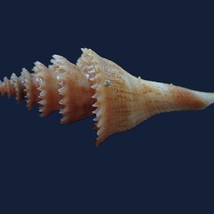 May include: A tan and light brown seashell with a spiraled, conical shape. The shell features a series of distinct, sharp, tooth-like protrusions along the edges of each whorl, tapering to a pointed tip at one end and a smooth opening.