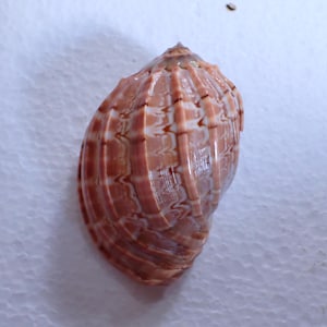 May include: A seashell with a glossy, rounded shape and a pointed apex. The shell features a pattern of vertical, raised ridges in a reddish-brown hue, alternating with lighter, cream-coloured sections that display a subtle, wavy, marbled texture.