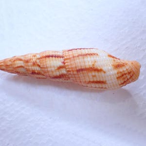 Puede incluir: Una concha marina alargada en forma de espiral con una superficie texturizada que presenta bandas alternas de color crema y marrón rojizo. La concha se estrecha hasta una punta afilada en un extremo y tiene una abertura redondeada y ancha.