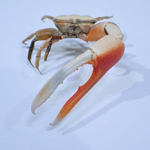 Peut inclure: Un crabe violoniste avec une carapace beige clair et une pince unique surdimensionnée de couleur orange vif, dotée d'une surface granuleuse et texturée. Le crabe possède des pattes plus fines à l'arrière, posé sur une surface blanche unie.