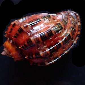 May include: A glossy, spiraled seashell featuring a vibrant orange and reddish-brown base color. The shell is decorated with distinct, dark brown, vertical striped patterns that follow the natural ridges and curves of its exterior surface.