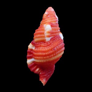 Könnte beinhalten: Eine spiralförmige Muschel mit einer leuchtend orangefarbenen und roten Farbpalette und ausgeprägten weißen horizontalen Rippen. Die Muschel hat eine spitze Oberseite und eine texturierte, gerippte Oberfläche, die sich zur Basis hin verjüngt.