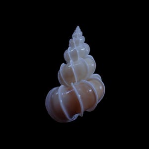 Puede incluir: Una concha marina en espiral con una superficie brillante de color crema pálido y prominentes crestas blancas elevadas que envuelven cada espira de la concha, estrechándose hacia un ápice puntiagudo sobre un fondo negro sólido.