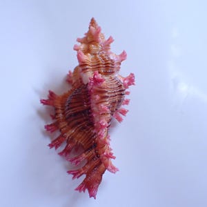 Könnte beinhalten: Eine spiralförmige Muschel mit einem braunen, gerippten Körper und markanten, leuchtend rosa, dornartigen Fortsätzen an den Rändern. Die Muschel hat eine spitze Oberseite und eine strukturierte Oberfläche mit einem natürlichen Farbverlauf.
