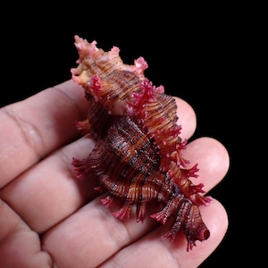 Puede incluir: Una concha marina en espiral con una paleta de colores marrón oscuro y marrón rojizo, con prominentes espinas de color rosa fucsia a lo largo de sus crestas. La concha presenta una superficie texturizada y estriada con un ápice puntiagudo.