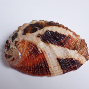 Könnte beinhalten: Eine einzelne Abalone-Muschel mit einer texturierten, gerippten Oberfläche in einer Farbpalette aus Dunkelbraun, Creme und Rötlich-Orange. Die Muschel hat eine ovale Form mit einem deutlichen Muster aus dunkelbraunen Flecken auf hellem Grund.