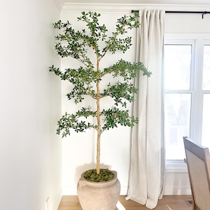 Faux Black Olive, Shady Lady Tree 7’ Tall