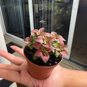 Pink Polka Dot Plant - 3 inch pot