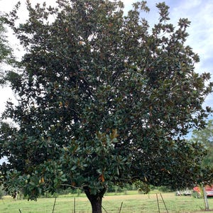 Fresh Magnolia Branch