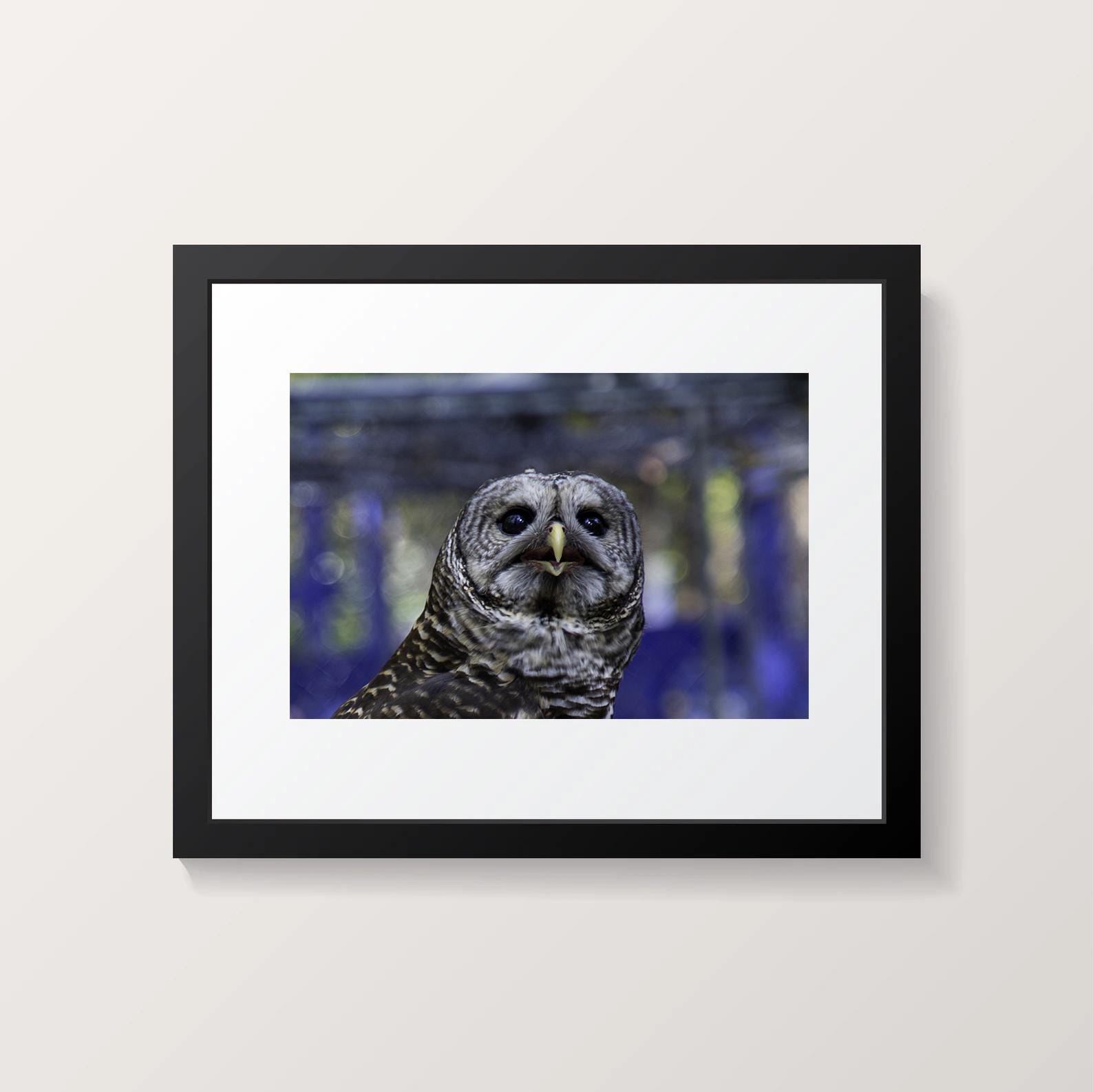 Owl Photograph 8 X 12