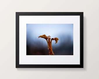 Ice Flower Photograph 8 X 12