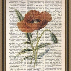 Gorgeous red poppy vintage illustration printed on a vintage dictionary page. Wall Art, Home Decor, Art Print.