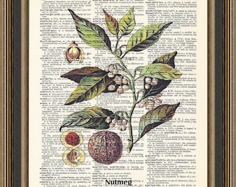 Nutmeg botanical plant illustration printed on a vintage dictionary page. Kitchen Wall Decor, Gift for Foodie, Farmhouse Poster, Nutmeg Art