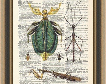 Insect Print, #2, beetle poster, bug  decor, Entomology gift, Biology Student Art, Natural History, Stick Insect art, Praying Mantis decor.