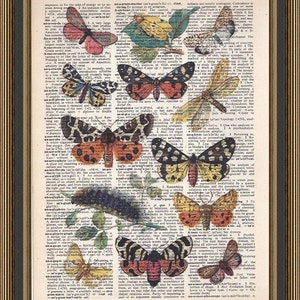Butterflies antique illustration # 1  printed on a vintage upcycled dictionary page. Art Print, Wall Decor, Home Decor