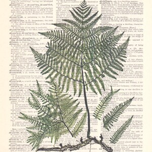 Fern print vintage illustration # 1 print on a vintage dictionary page, Fern Wall Art, Fern Poster, Woodland Art, Botanical Wall Decor, 画像 2