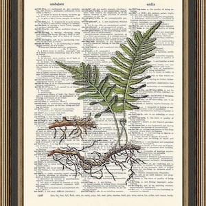 Fern print #4 vintage illlustration printed on a dictionary page. Fern Poster, Botanical print, Woodland Art, Antique illustration print.
