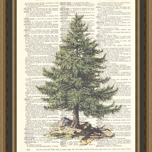 May include: A vintage dictionary page with an illustration of a green pine tree with a brown trunk. The tree is growing out of a rocky area with green grass and a brown rock. The page is from a dictionary and includes the words "chunam" and "chylosis".
