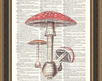 May include: A vintage dictionary page with an illustration of three mushrooms. The mushrooms are red with white spots and have brown stems. The page is from a dictionary and includes the words "tableland" and "tacit".