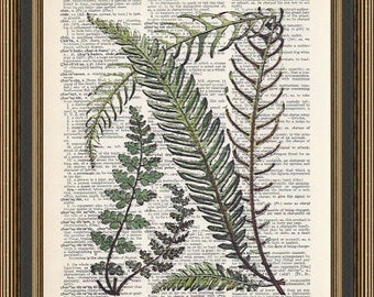 Fern print # 3 vintage illustration printed on a dictionary page.  Fern collage, Woodland Art, Botanical Poster, Fern Wall Decor, Fern Art.