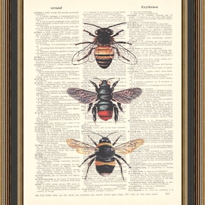 Vintage bees illustration printed on a dictionary page, insect poster, honey bees print, farmhouse decor.