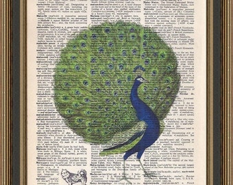 Vintage peacock illustration printed on an recycled dictionary page.  Wall Art, Wall Decor. Peacock Print.