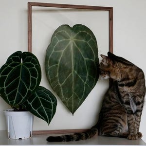 Puede incluir: Una hoja grande de color verde en forma de corazón con venas blancas prominentes se exhibe dentro de un marco de madera rectangular. A la izquierda, una planta en maceta con hojas similares de color verde oscuro y venas está en una maceta blanca. Un gato atigrado marrón está sentado.