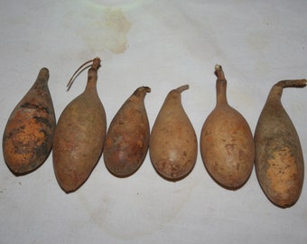 6 Mini banana Gourds, uncleaned