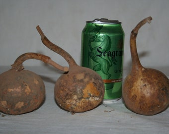 3 Trinket box gourds, uncleaned Set #6