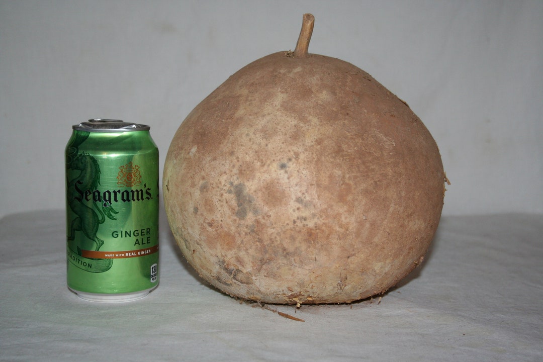 Bushel Gourd Uncleaned Set 1 - Etsy