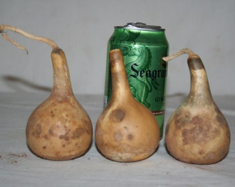 3 Trinket box gourds uncleaned Set #3