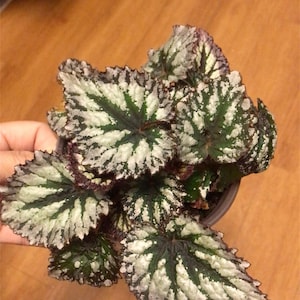 Live Begonia Multi - Lobed Leaf Ornament - Exotic Indoor Plant Decor