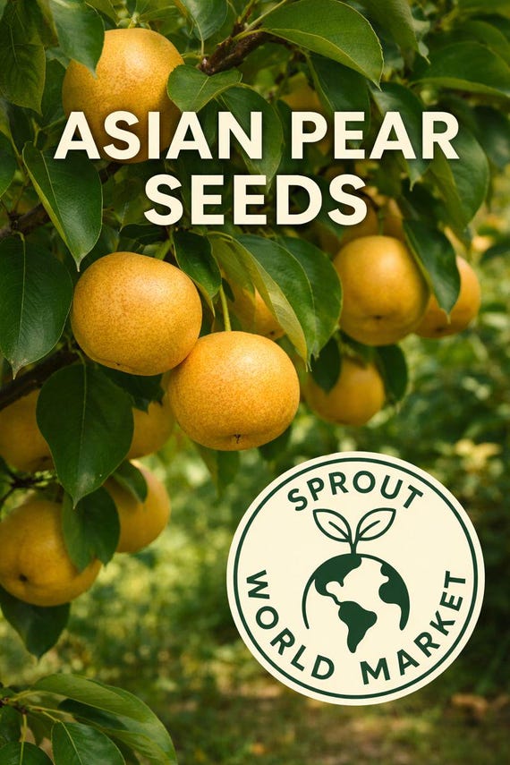 10 or 25 Asian Pear Fruit Tree Seeds  – Sweet Crisp Backyard Orchard Plant, Home Garden Grow Your Own Pears