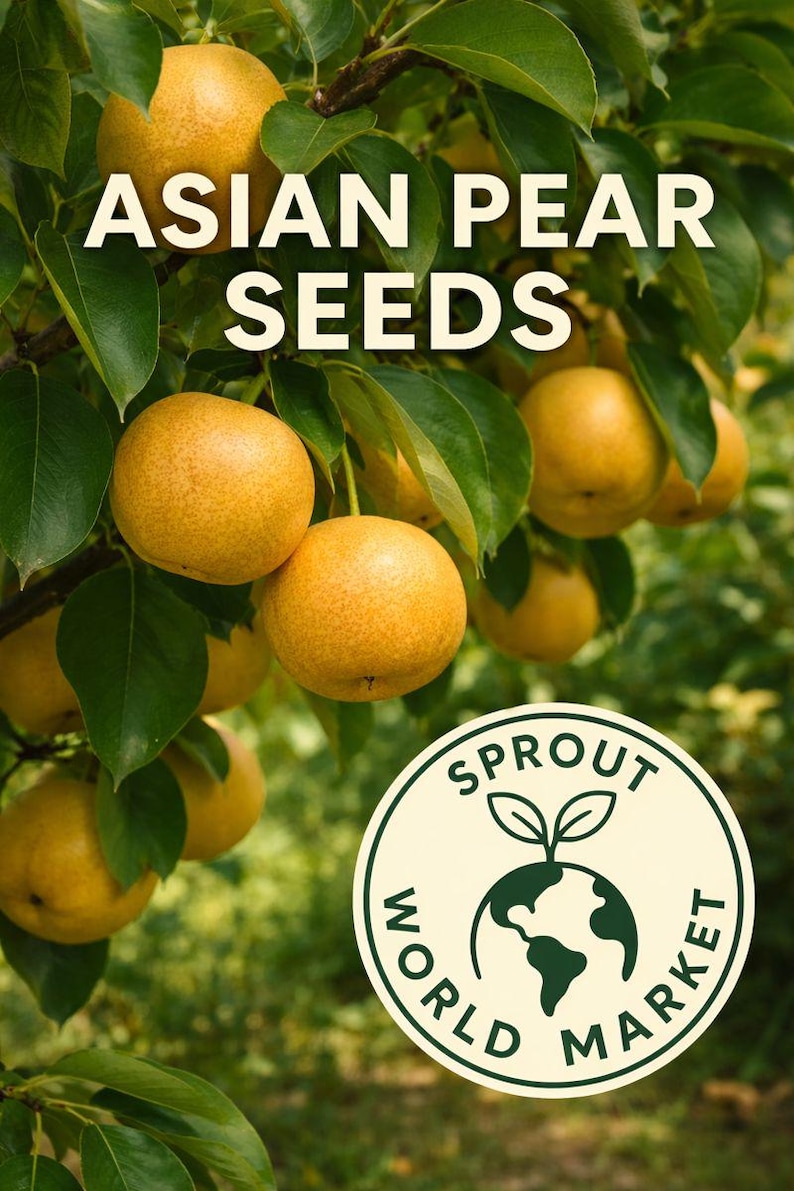 May include: Image of Asian pear seeds on a tree. The pears are round, golden-yellow, and hang from green branches with lush leaves. The text "ASIAN PEAR SEEDS" is at the top. A "Sprout World Market" logo is in the lower right corner.