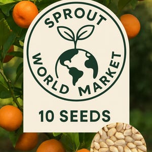 10 Mandarin Orange Seeds | Fast Growing Citrus Tree | Easy to Grow | Indoor/Outdoor | USA Seller
