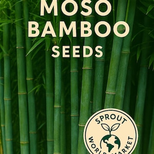 May include: Image of Moso Bamboo Seeds with a background of green bamboo stalks and leaves. The text "Moso Bamboo Seeds" is displayed in large, white letters. A circular logo for Sprout World Market is in the lower right.