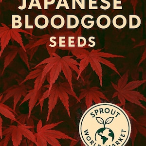 May include: A dark red background with Japanese Bloodgood Seeds text in white. The image features red maple leaves and a Sprout World Market logo in a circular design.