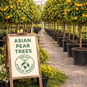 May include: An outdoor scene featuring rows of Asian pear trees laden with yellow fruit. A wooden sign in the foreground reads "Asian Pear Trees" and displays a "Sprout World Market" logo. The trees are in black pots, under a white canopy.