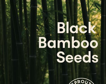 50 or 100 Black Bamboo Seeds: Fast Growing Privacy Screen, Cold Hardy