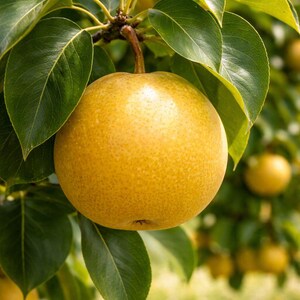 May include: A close-up of a golden-yellow pear hanging from a tree branch. The pear is round with a slightly textured surface. Dark green leaves surround the fruit, with other pears visible in the background. The image is well-lit, highlighting the pear's color.