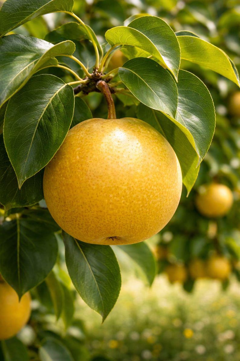 May include: A close-up of a golden-yellow pear hanging from a tree branch. The pear is round with a slightly textured surface. Dark green leaves surround the fruit, with other pears visible in the background. The image is well-lit, highlighting the pear's color.