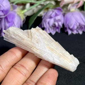 May include: A raw, elongated crystal specimen featuring a fan-like cluster of translucent, white, and pale beige mineral blades. The structure displays sharp, parallel striations along its length, with a tapering form that radiates outward.