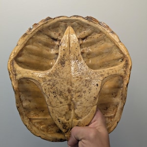 May include: A natural turtle shell, showcasing a light brown and tan color palette. The shell's intricate patterns and textures are visible, with a central ridge and segmented sections. The shell is held by a hand, providing scale and context.