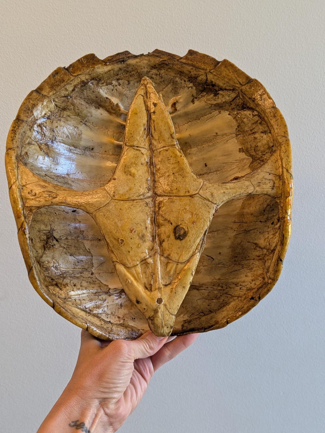 Karapaste Shell Vintage Freshwater Snapping Turtle Shell Complete Taxidermy Sealed ...