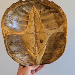 May include: A natural turtle shell, showcasing a light brown and beige color palette. The shell's interior is visible, revealing its intricate structure and patterns. The shell is round with a pointed section in the middle.